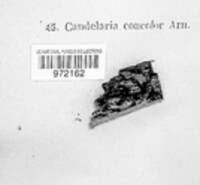 Image of Candelaria concolor